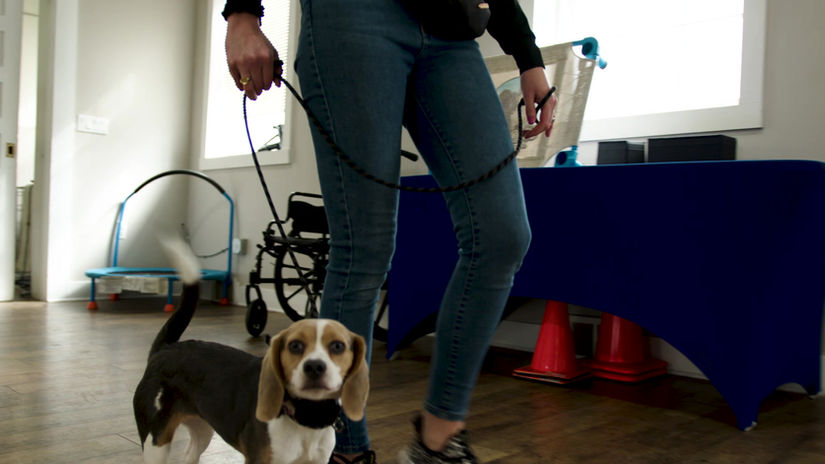Great Lakes Dog Training Promotional